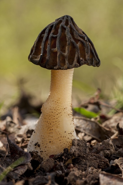 Free photo amazing closeup selective focus shot of a false morel