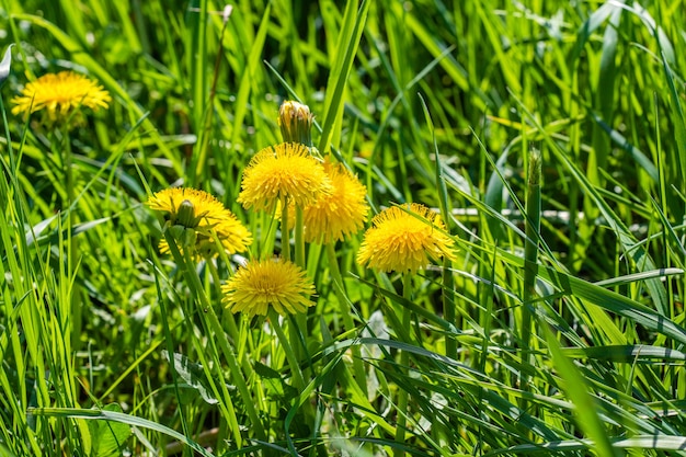 Amazing closeup shot of a beautiful dandelion