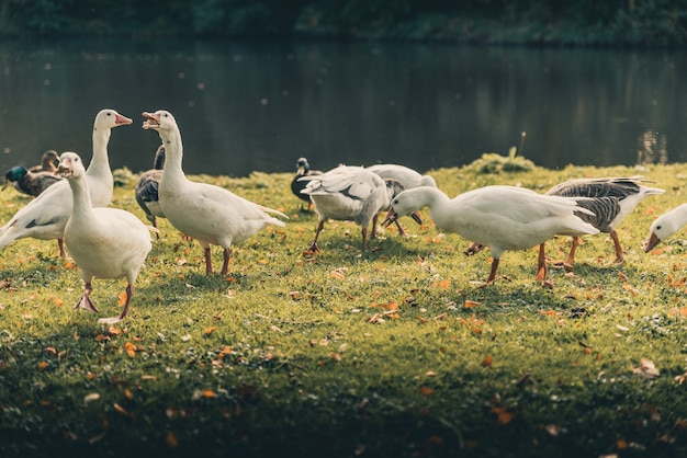 Free photo amazing ducks around  a lake