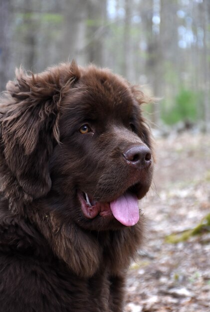 Amazing fluffy profile of a furry brown Newfoundland dog