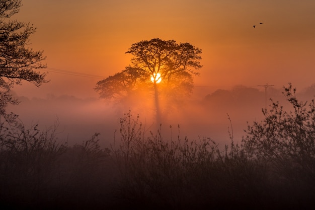 Free photo amazing forest and the sunset