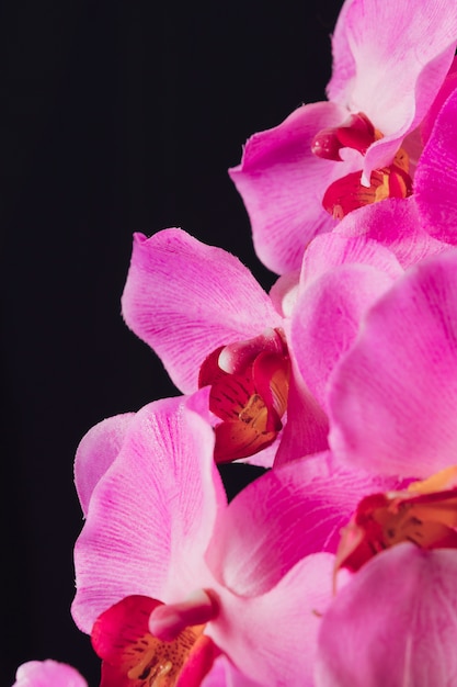 Amazing fresh aromatic pink blooms