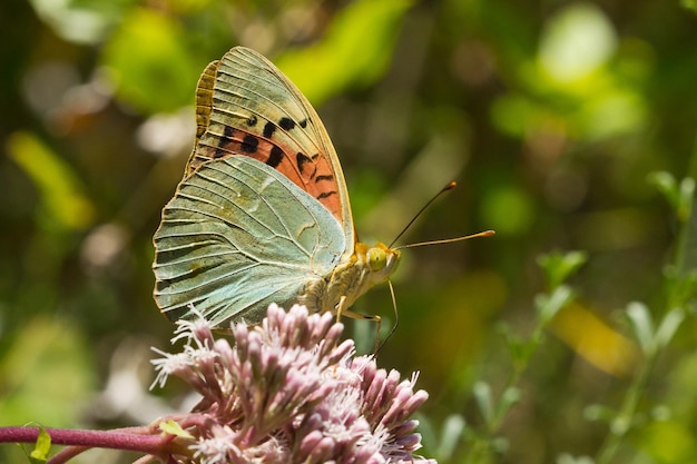 Amazing macro shot of a beautiful Cardinal butterfly on a wildflower with a nature background