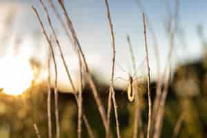 Free photo amazing macro shot of a dipterous in nature