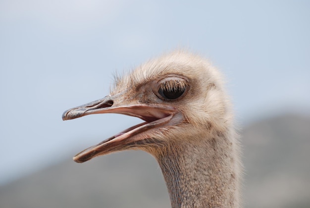 Amazing ostrich with his beak open making lots of noise.