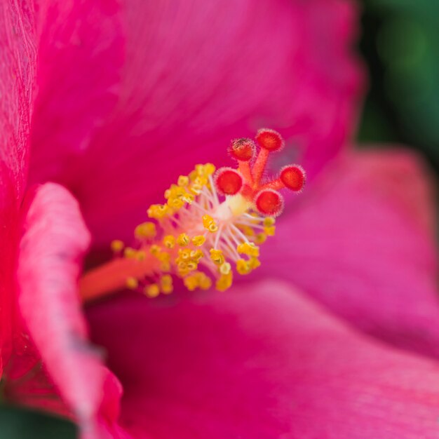 Amazing pink fresh bloom with little pistil