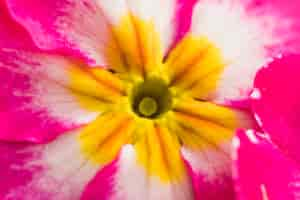 Free photo amazing pink fresh flower with yellow centre