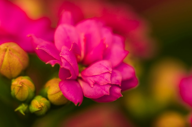 Amazing pink fresh flowers near buds