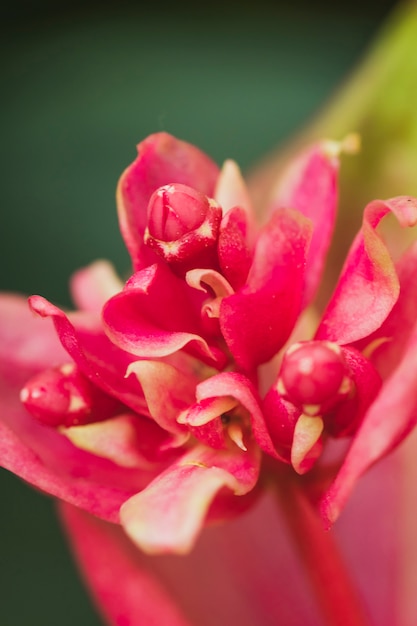 Amazing pink fresh tropical bloom