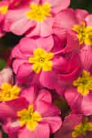 Free photo amazing pink fresh wild blooms with yellow centre