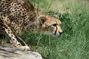 Free photo amazing profile of a beautiful cheetah cat in a crouch.