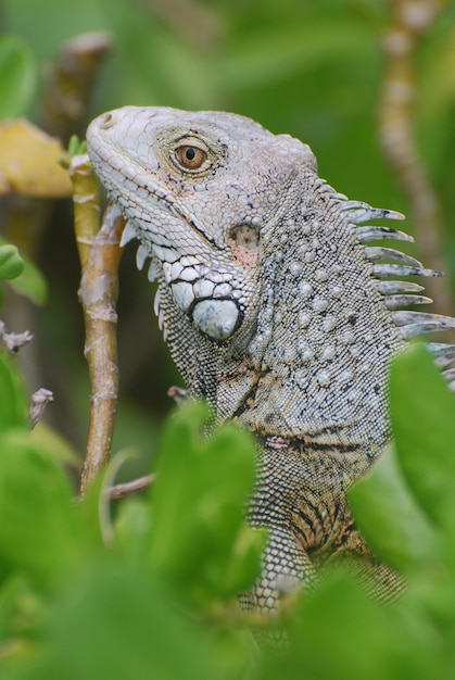 Amazing profile of a gray iguana sitting in the top of a bush.