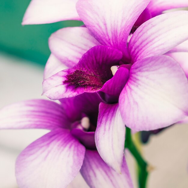 Amazing purple and white fresh tropical blooms