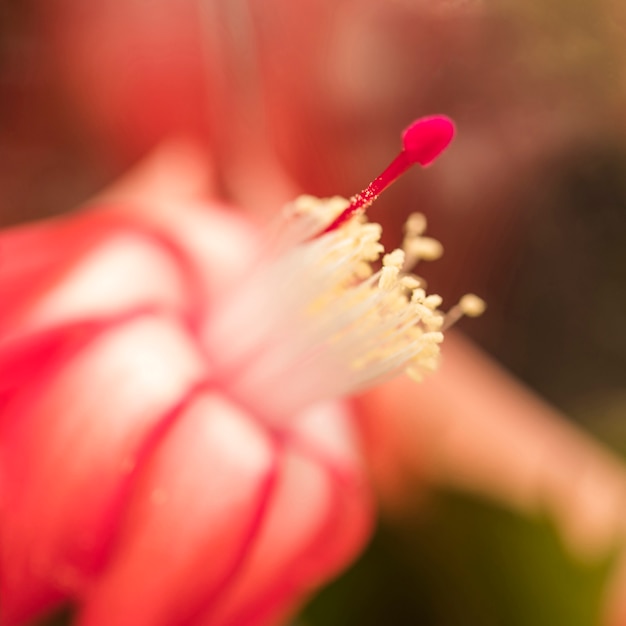 Amazing red fresh bloom with little pistils