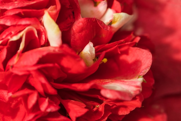 Free Photo amazing red fresh petals of flower