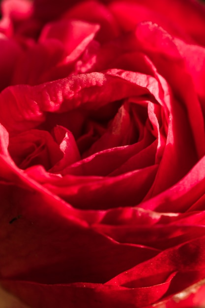 Amazing red petals of fresh bloom