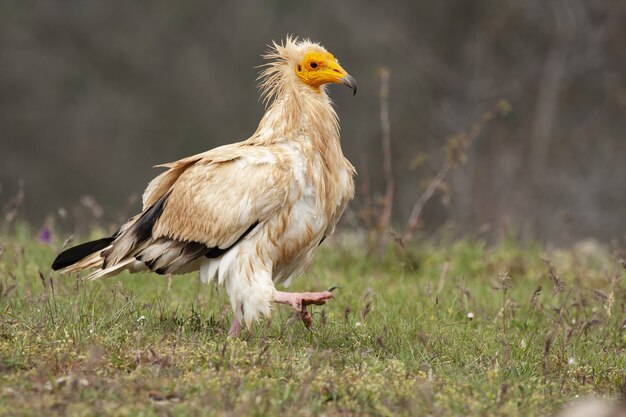 Amazing selective focus shot of an Egyptian vulture