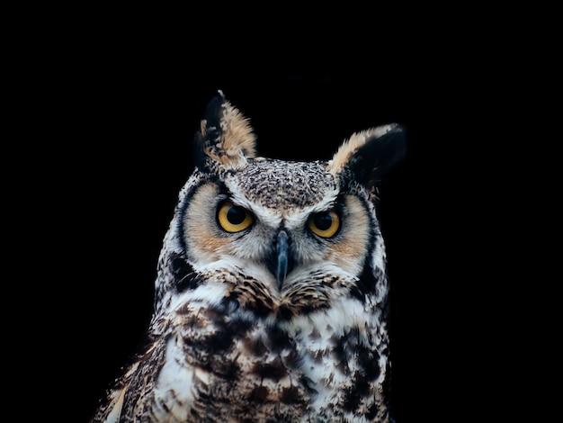 Free photo amazing shot of a beautiful owl isolated on a black