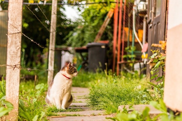 Amazing shot of a lovely cat sitting in the garden near the wooden door