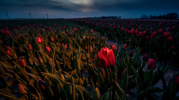 Free Photo amazing shot of red tulips field on a beautiful sunset