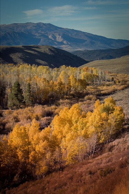 Free photo amazing shot of yellow-leaved trees on the hillside