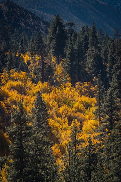 Free Photo amazing shot of yellow-leaved trees and pines under the sunlight