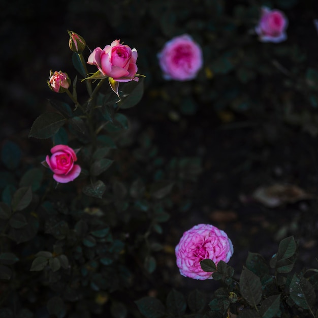 Free photo amazing shrub with roses