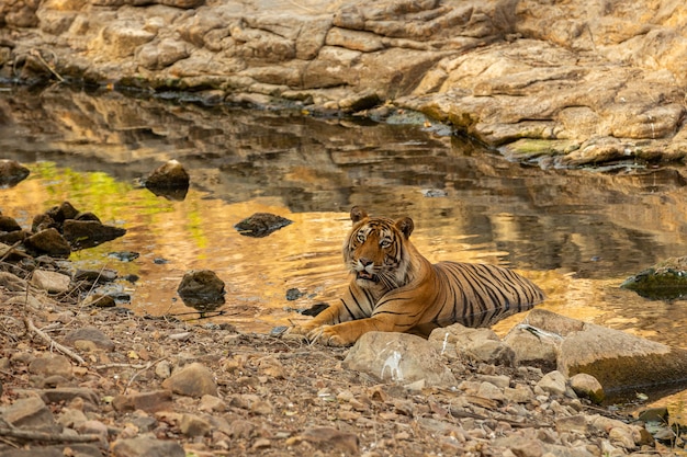 Free photo amazing tiger in the nature habitat. tiger pose during the golden light time. wildlife scene with danger animal. hot summer in india. dry area with beautiful indian tiger