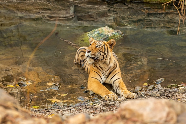 Free photo amazing tiger in the nature habitat. tiger pose during the golden light time. wildlife scene with danger animal. hot summer in india. dry area with beautiful indian tiger