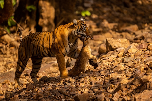 Free Photo amazing tiger in the nature habitat. tiger pose during the golden light time. wildlife scene with danger animal. hot summer in india. dry area with beautiful indian tiger