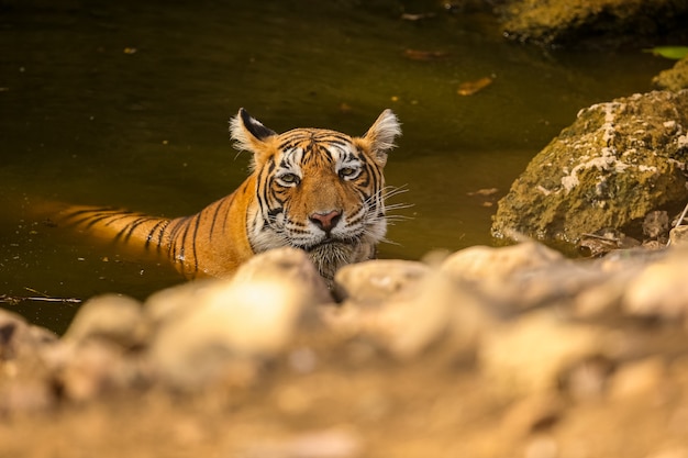 Amazing tiger in the nature habitat. Tiger pose during the golden light time. Wildlife scene with danger animal. Hot summer in India. Dry area with beautiful indian tiger