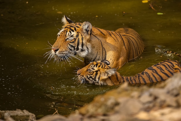 Free Photo amazing tiger in the nature habitat. tiger pose during the golden light time. wildlife scene with danger animal. hot summer in india. dry area with beautiful indian tiger