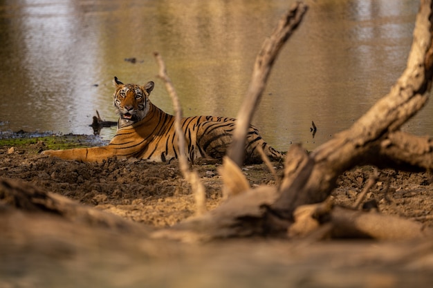 Amazing tiger in the nature habitat. Tiger pose during the golden light time. Wildlife scene with danger animal. Hot summer in India. Dry area with beautiful indian tiger