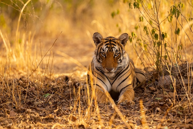 Free Photo amazing tiger in the nature habitat. tiger pose during the golden light time. wildlife scene with danger animal. hot summer in india. dry area with beautiful indian tiger