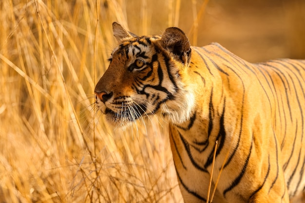 Amazing tiger in the nature habitat. Tiger pose during the golden light time. Wildlife scene with danger animal. Hot summer in India. Dry area with beautiful indian tiger