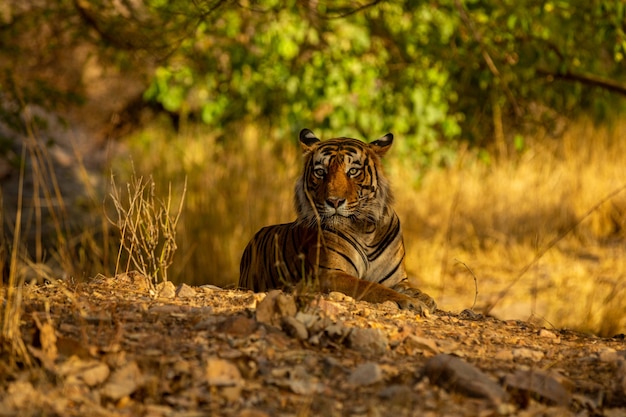 Free Photo amazing tiger in the nature habitat. tiger pose during the golden light time. wildlife scene with danger animal. hot summer in india. dry area with beautiful indian tiger