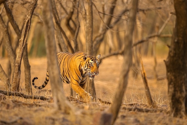 Free Photo amazing tiger in the nature habitat. tiger pose during the golden light time