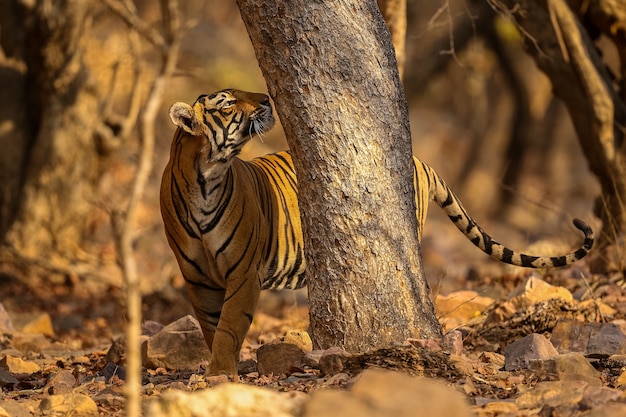 Free Photo amazing tiger in the nature habitat. tiger pose during the golden light time