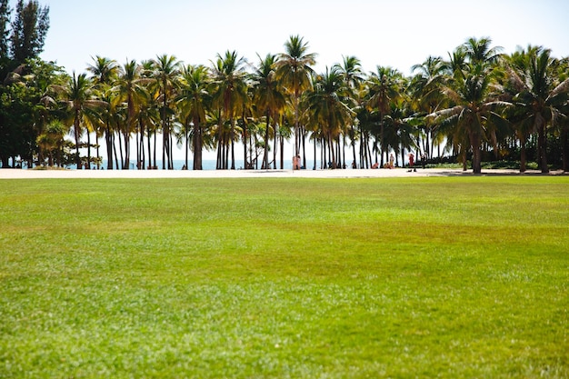 Amazing tropical beach with palm trees and grass