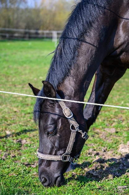 Free photo amazing view of a beautiful black horse eating a grass