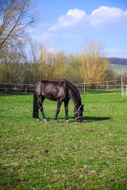 Amazing view of a beautiful black horse eating a grass