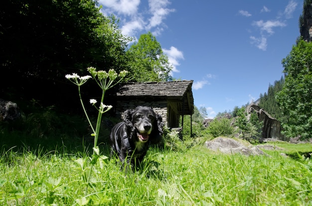 Amazing view of a black puppy running in the middle of the field surrounded with trees