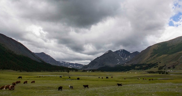 Amazing view of a valley and grassland with animals around the place on a cloudy day