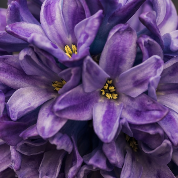 Free Photo amazing violet fresh flowers with yellow pistils