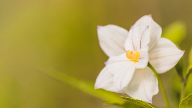 Free Photo amazing white fresh bloom with yellow pistil