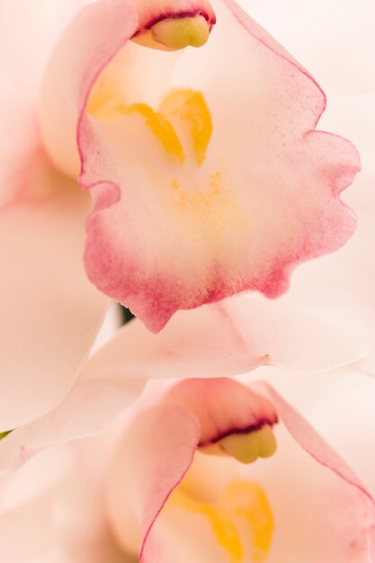 Amazing white fresh tropical blooms with yellow pistils