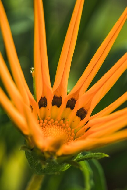 Amazing yellow fresh tropical bloom and green leaves