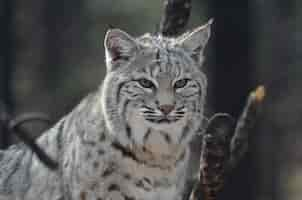 Free photo amazingly alert face of a canadian lynx in the wilderness.