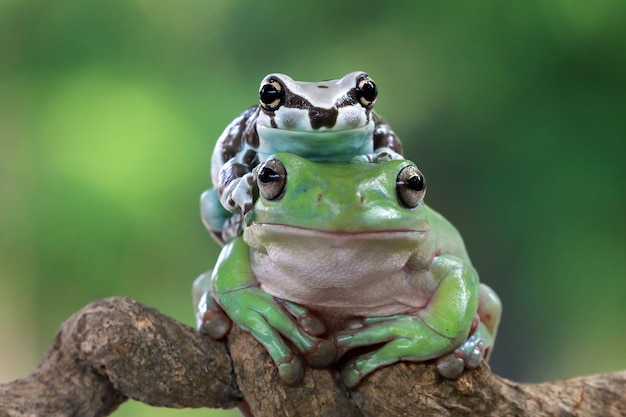 Free Photo amazon milk frog on boady litoria caerulea tree frog