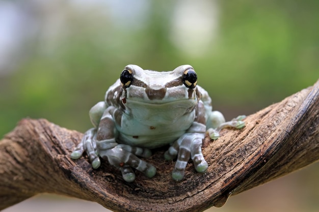 Free Photo amazon milk frog on branch two amazon milk frog panda tree frog closeup tree frog